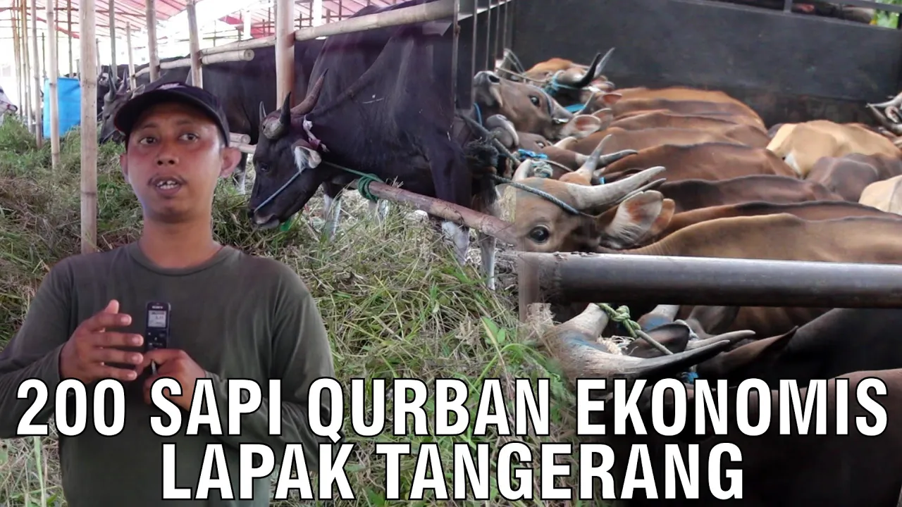 
                                 Lapak-Sapi-Qurban-Ekonomis-2023-Tangerang